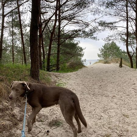 Reet Am Strand Mit Hund Karlshagen エクステリア 写真