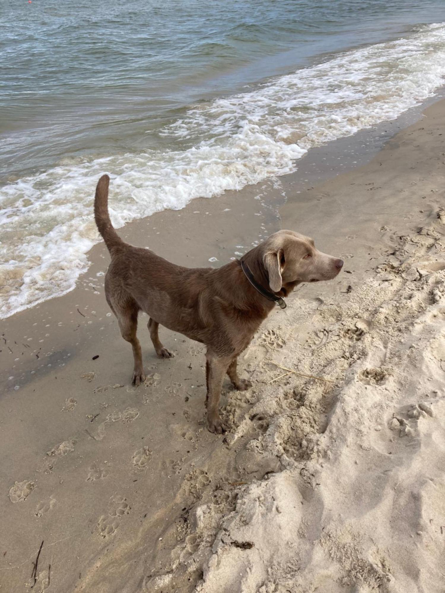 Reet Am Strand Mit Hund Karlshagen エクステリア 写真