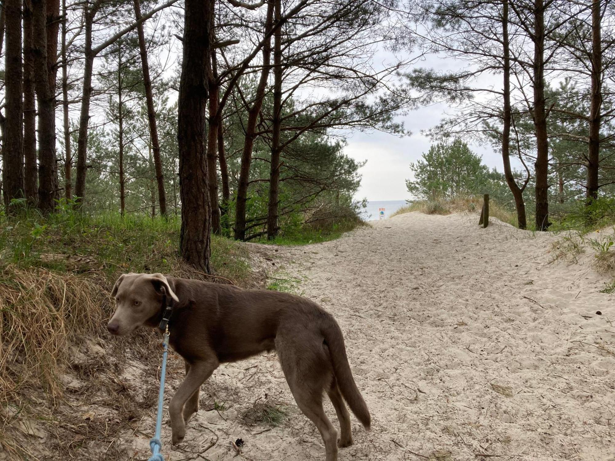 Reet Am Strand Mit Hund Karlshagen エクステリア 写真