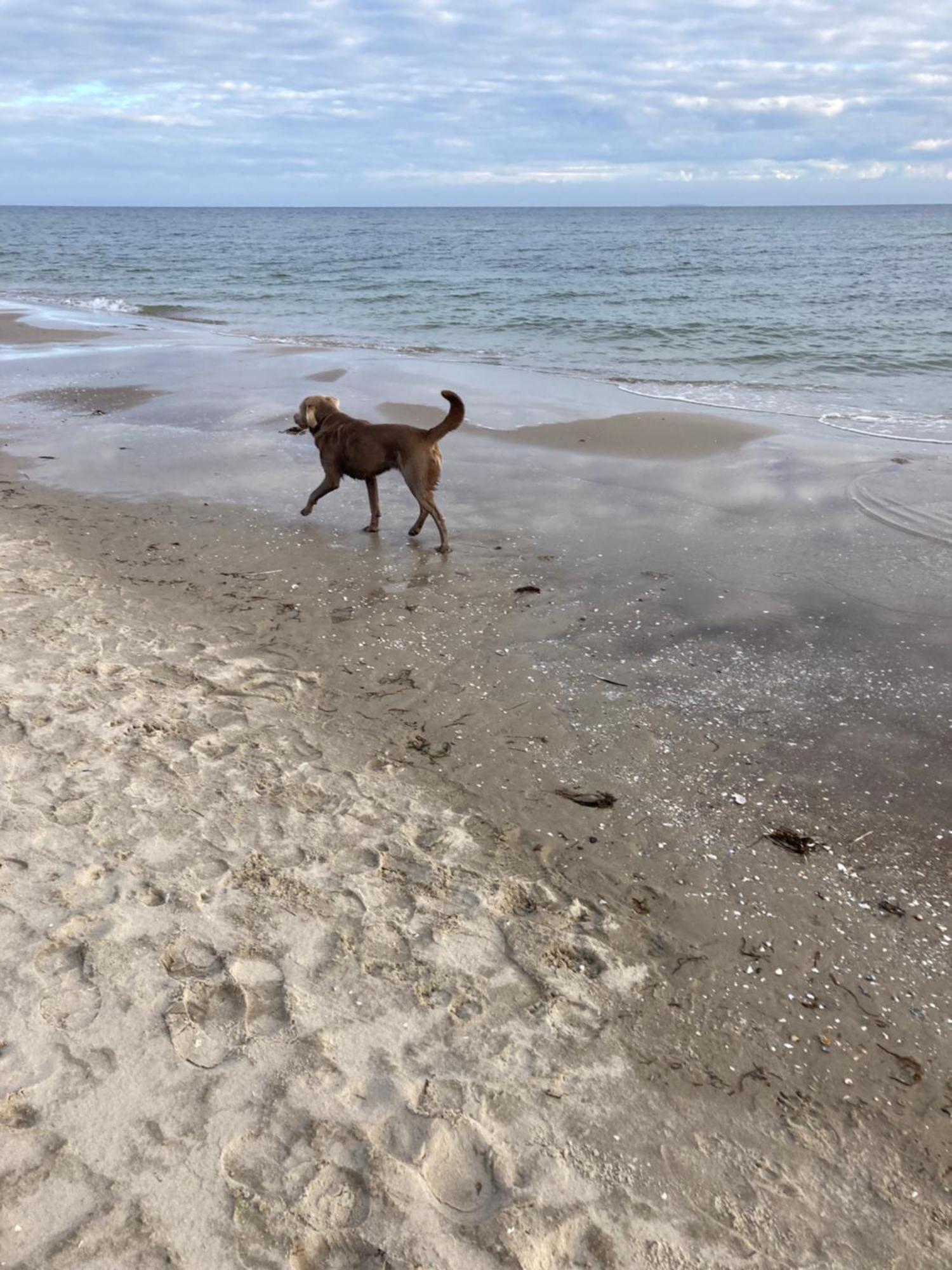 Reet Am Strand Mit Hund Karlshagen エクステリア 写真