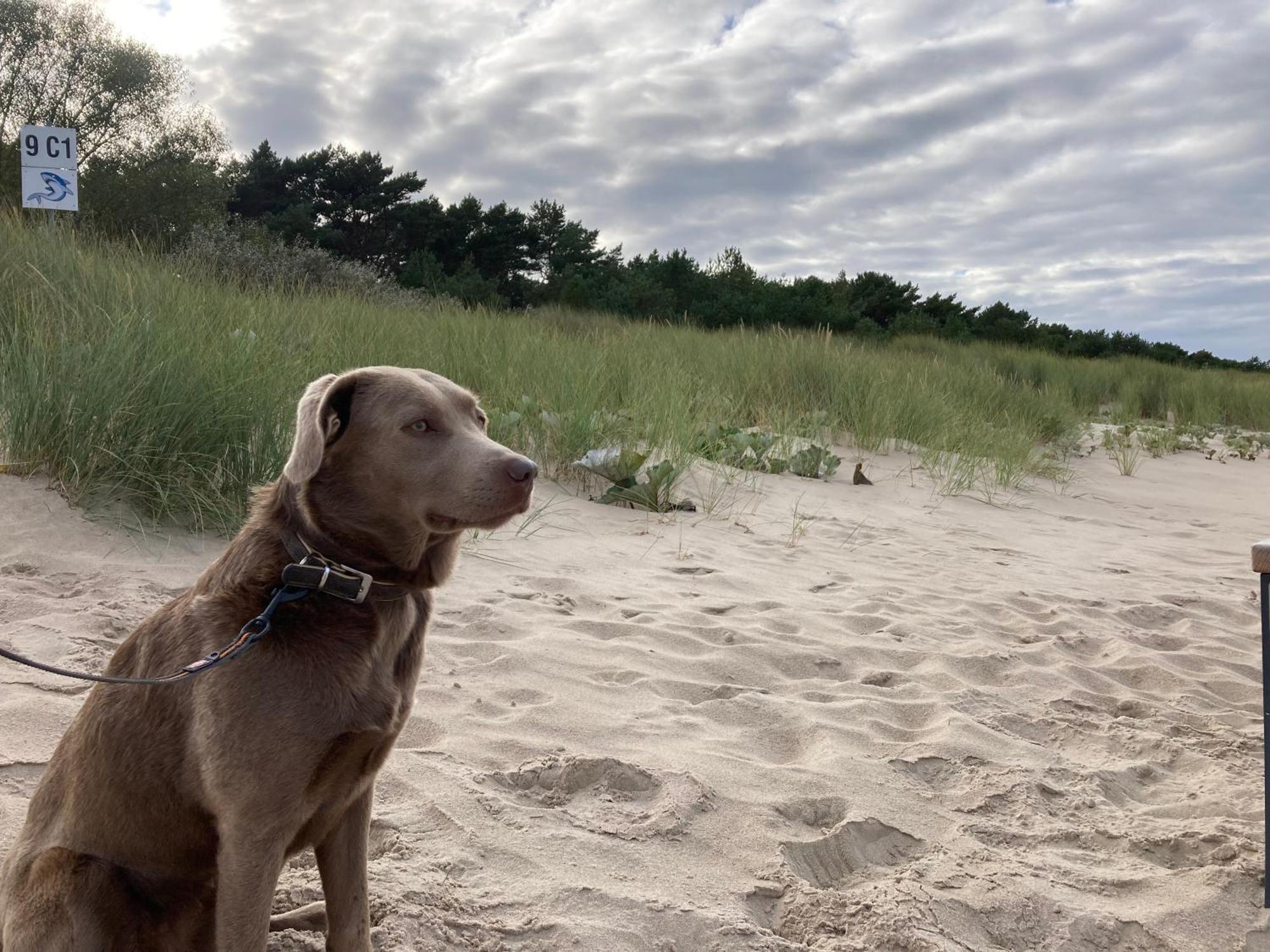 Reet Am Strand Mit Hund Karlshagen エクステリア 写真