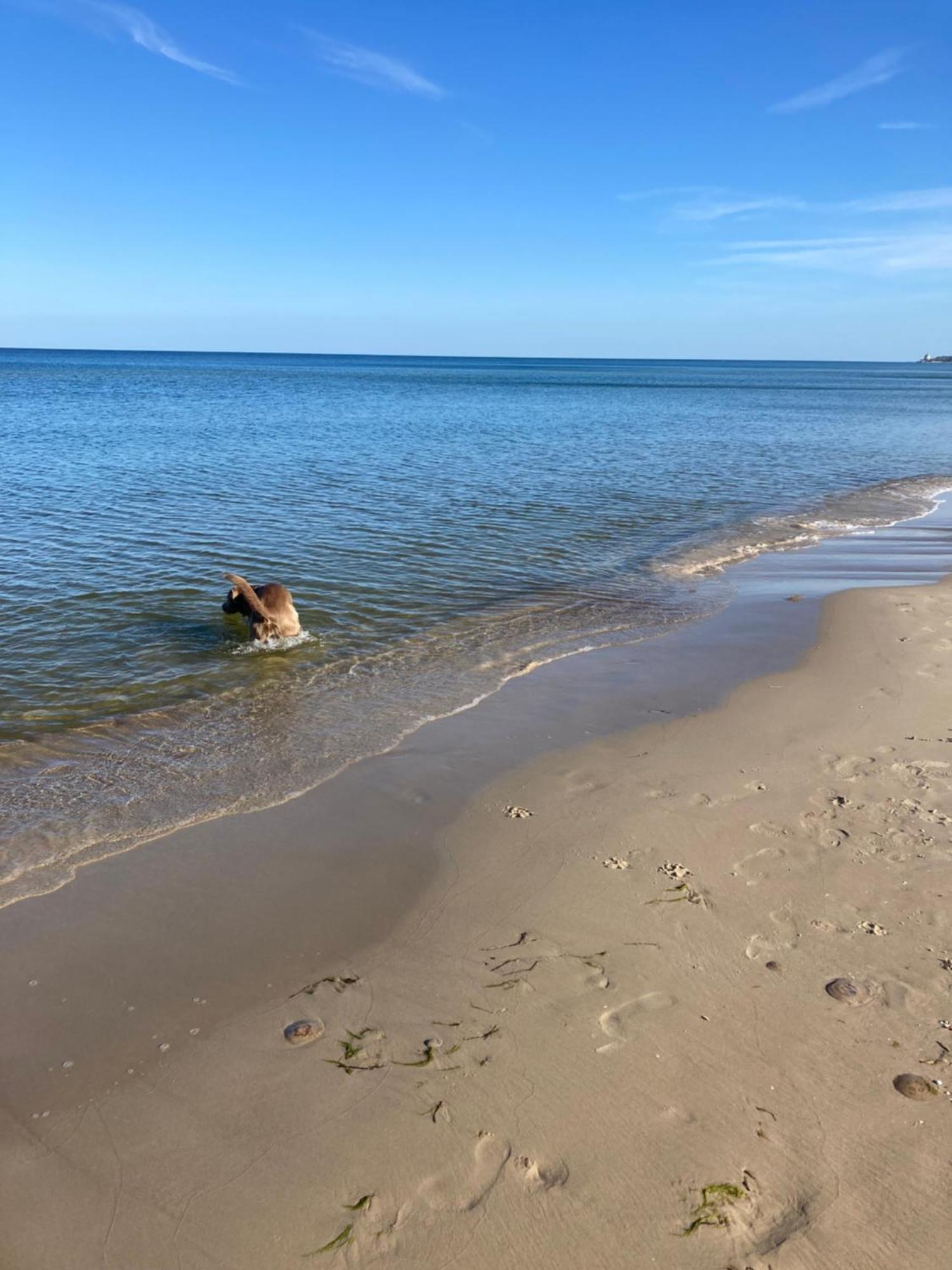 Reet Am Strand Mit Hund Karlshagen エクステリア 写真