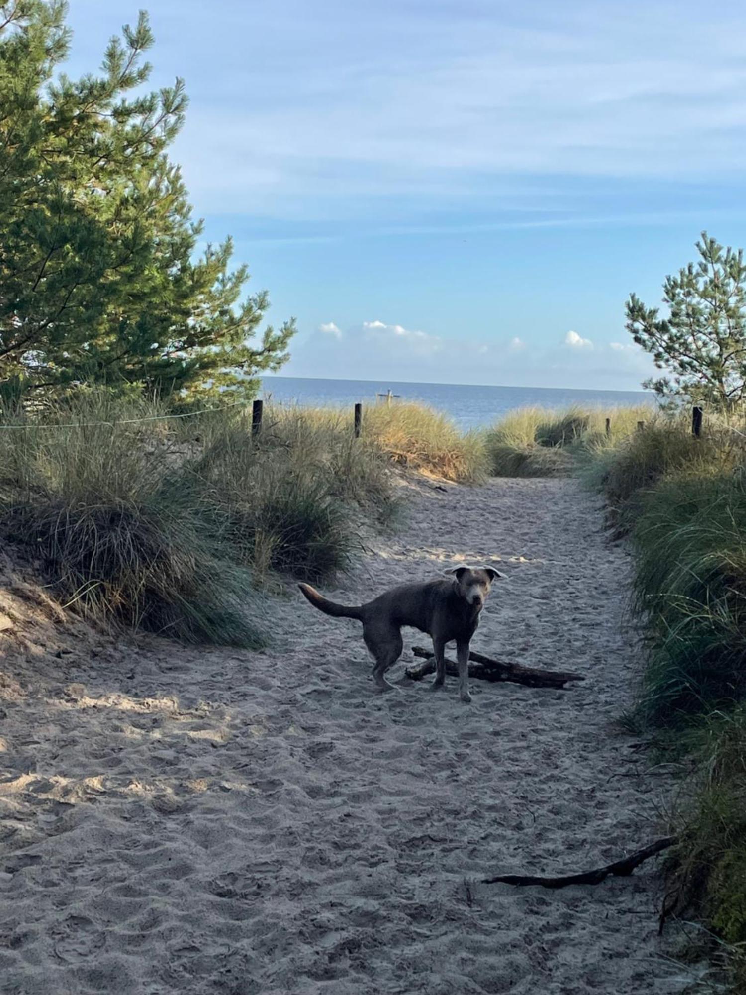 Reet Am Strand Mit Hund Karlshagen エクステリア 写真